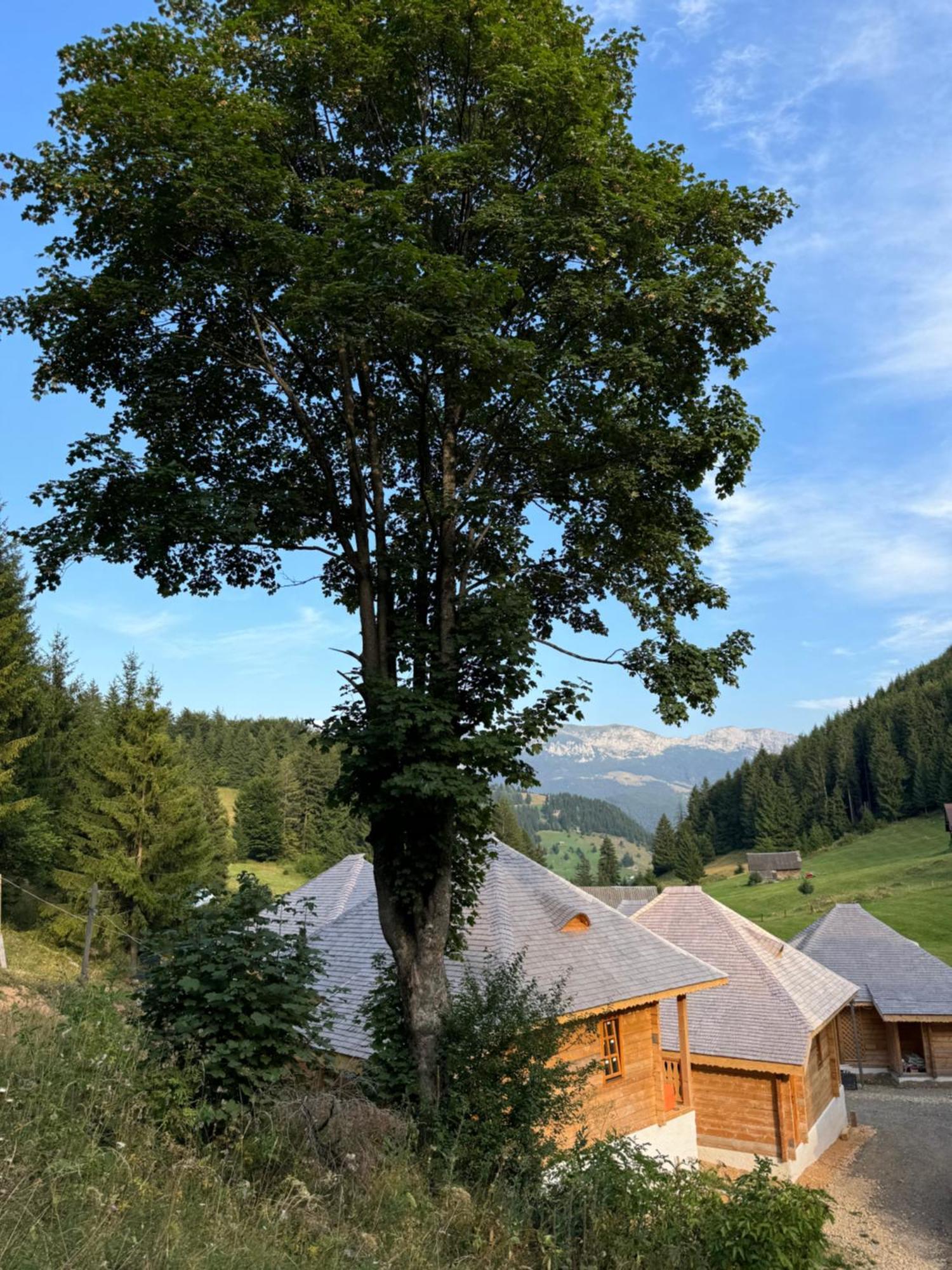 Villa Andolia Moeciu De Sus Exterior foto